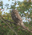 /album/my-local-birding-gallery/little-owl-at-kerries-jpg/